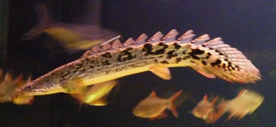 freshwater fish - polypterus ornatipinnis - ornate bichir stocking in 200 gallons tank - Bichir