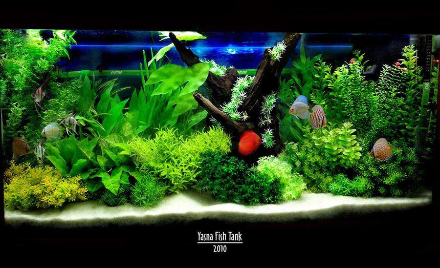 Rated #69: 60 Gallons Reef Tank - my fish tank
