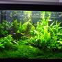 18 gallons planted tank (mostly live plants and fish) - My Planted Tank