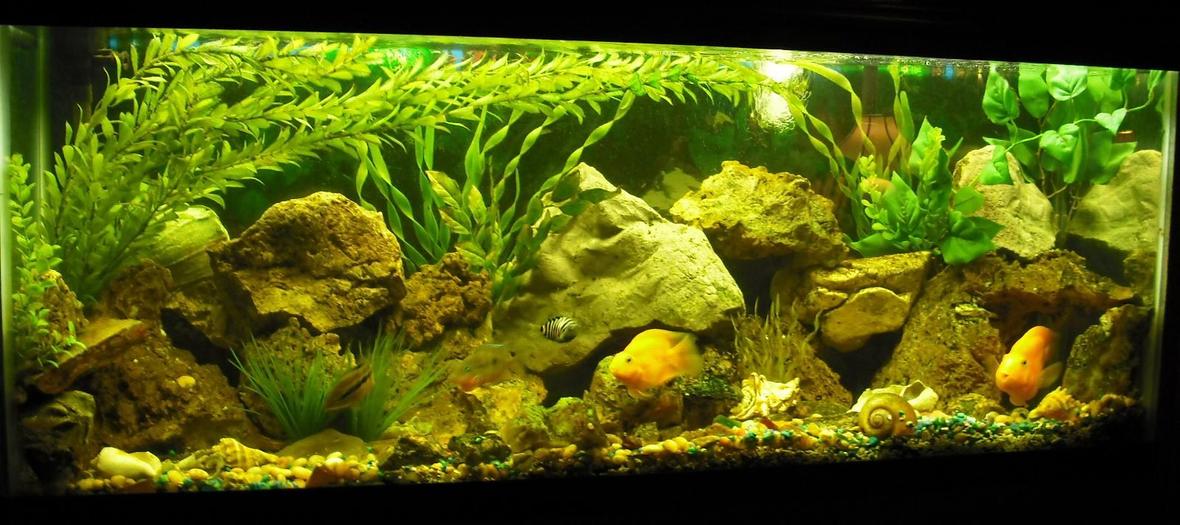 freshwater fish tank (mostly fish and non-living decorations) - 60 gallon w/ rock work & fake plants. The Fish are Cichlid