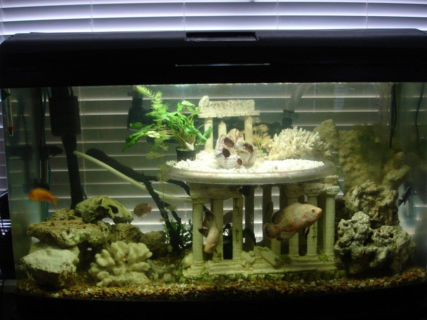 Rated #209: 60 Gallons Freshwater Fish Tank - My favorite part of this tank is the second level which is clear plastic with an under-gravel filter built in. The outer ring holds the air coming from below and holds this air until a pressure is built up and then releases it through various holes drilled in the plastic. The pattern of air bubbles released is never the same and always at intermittent times. With a black light installed the outer ring of trapped air glows creating an incredible visual effect.  All the coral and rock is real and provide a natural environmental element for these brackish fish.