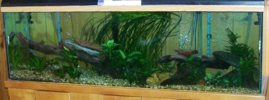 Rated #168: 125 Gallons Planted Tank - 125 gallon