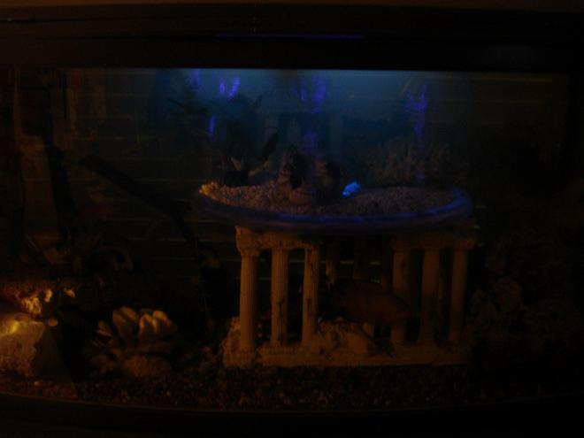 60 gallons freshwater fish tank (mostly fish and non-living decorations) - with black light burning & with accent light--(hard to capture without proper camera)