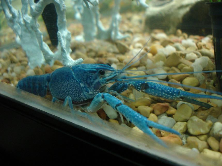 Rated #93: Corals Inverts - Procambarus Sp. - Hammers Cobalt Blue Lobster Stocking In 60 Gallons Tank - the elusive Sapphire Lobster