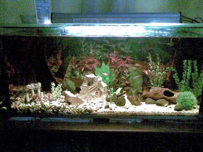 55 gallons freshwater fish tank (mostly fish and non-living decorations) - My tetra tank