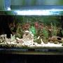 55 gallons freshwater fish tank (mostly fish and non-living decorations) - My tetra tank