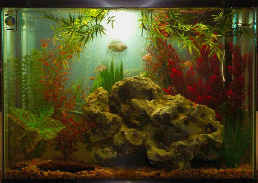 Rated #105: 37 Gallons Freshwater Fish Tank - This is my 37 gallon , but I used a different exposure on the camera and it gave it a sort of "second coming" look to my Dwarf Gourami..pretty cool huh?!