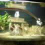 60 gallons freshwater fish tank (mostly fish and non-living decorations) - My Snowflake Morey eel comes out to play- (after eating a couple ghost shrimp)