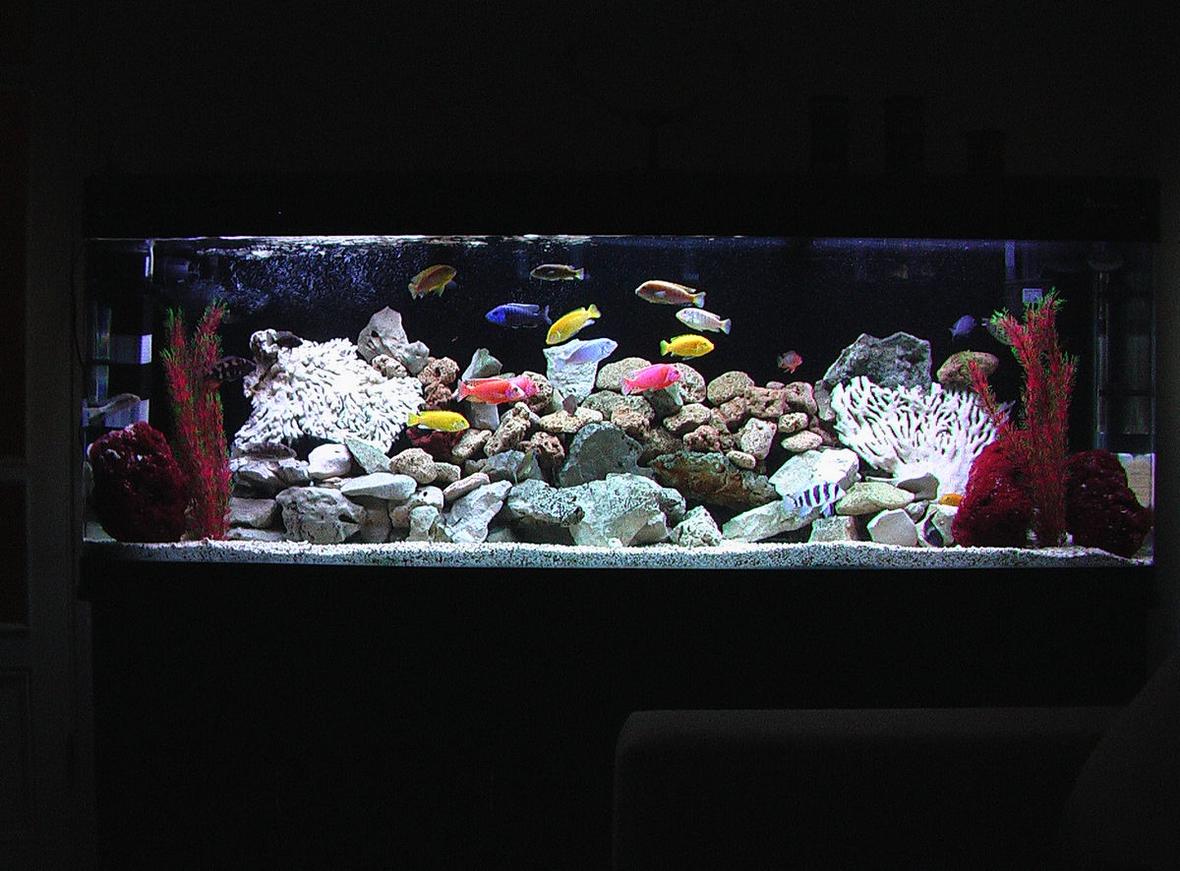 100 gallons freshwater fish tank (mostly fish and non-living decorations) - New design for my African Cichlid Tank
