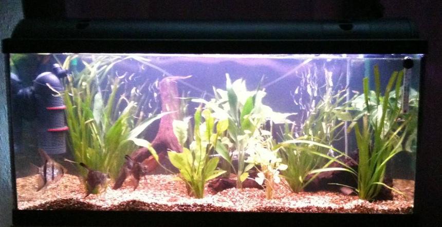 Rated #170: 48 Gallons Planted Tank - Light Glo 180ltr - Internal Eheim Biopower 160, External Aqua Pro 2 filter, Twin light glo 2 x 54w T8 Lighting unit, Fluval 200w Tronic Heater, 3 Pieces of bogwood, Various live plants and Fine natural gravel.