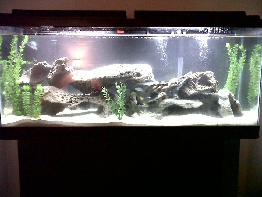 Rated #75: 55 Gallons Freshwater Fish Tank - Cichlid Tank