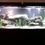 55 gallons freshwater fish tank (mostly fish and non-living decorations) - Cichlid Tank