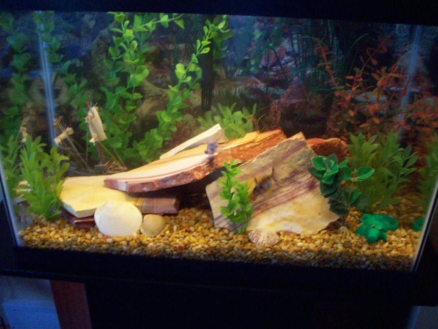 Rated #250: 20 Gallons Freshwater Fish Tank - my 20 gallon fish tank.