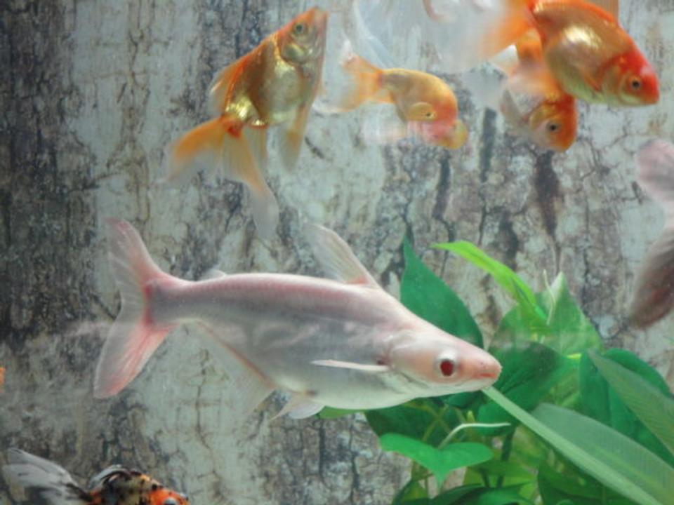 freshwater fish - carrassius auratus - fantail goldfish stocking in 68 gallons tank - gold community with non aggressive sharks,pelco,snail&turtle