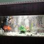 fish tank picture - gold community with non aggressive sharks,pelco,snail&turtle