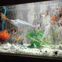 fish tank picture - gold community with non aggressive sharks,pelco,snail&turtle
