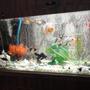 fish tank picture - gold community with non aggressive sharks,pelco,snail&turtle