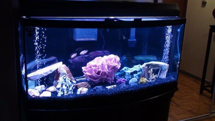 Rated #216: 72 Gallons Freshwater Fish Tank - 72 Gallon Bowfront