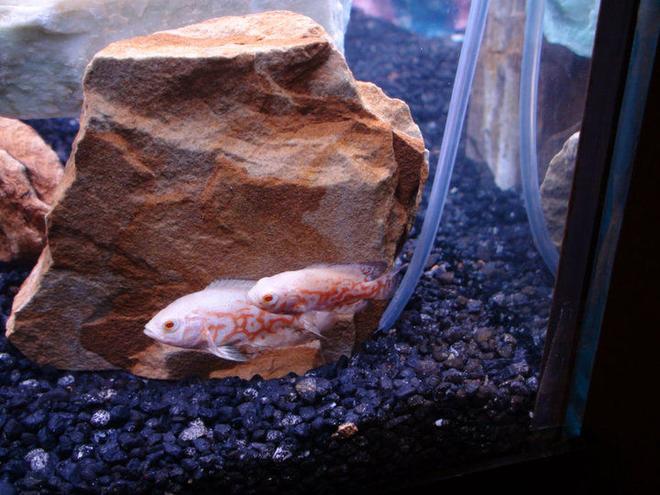 freshwater fish - astronotus ocellatus - albino oscar stocking in 72 gallons tank - 2 Inch Oscars