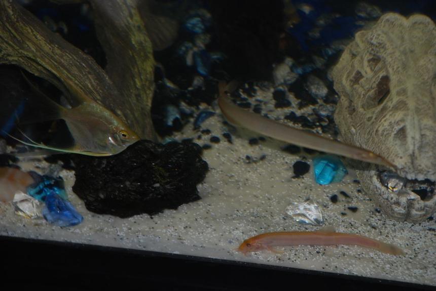 Rated #326: 37 Gallons Freshwater Fish Tank - Bea the angel, Demure the spiny eel, & Bianca the dojo loach.