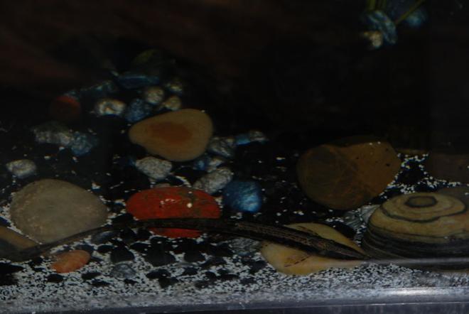 freshwater fish - farlowella gracilis - whiptail cat stocking in 37 gallons tank - Iago the farlowella cat