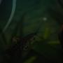 freshwater fish - hoplosternum thoracatum - hoplo catfish stocking in 37 gallons tank - Wolfgang the hoplo cat