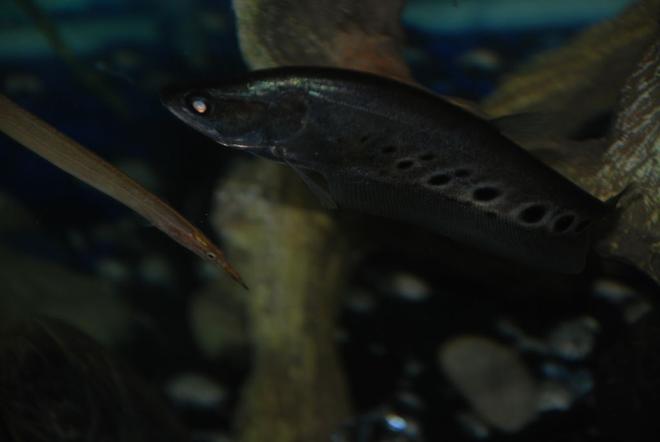 freshwater fish - notopterus chitala - clown knife fish stocking in 37 gallons tank - Demure the spiny eel & Portia the African clown knife.