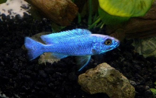 freshwater fish - sciaenochromis fryeri - electric blue hap stocking in 55 gallons tank - Hap. Ahli