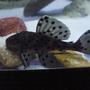 freshwater fish - leporacanthicus joselimai sp. l264 - sultan pleco stocking in 72 gallons tank - My Sexy Sultan Pleco