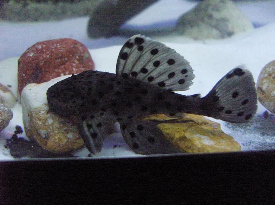 freshwater fish - leporacanthicus joselimai sp. l264 - sultan pleco stocking in 72 gallons tank - My Sexy Sultan Pleco