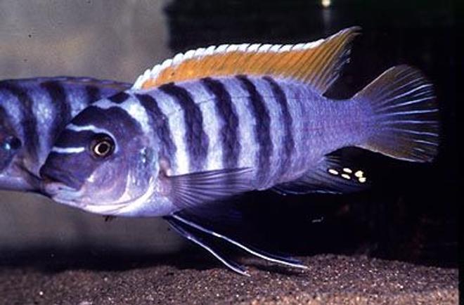 freshwater fish - maylandia emmiltos - red top zebra stocking in 72 gallons tank - My red top zebra