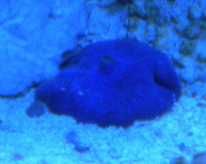 corals inverts - actinodiscus sp. - blue mushroom stocking in 75 gallons tank - blue mushroom