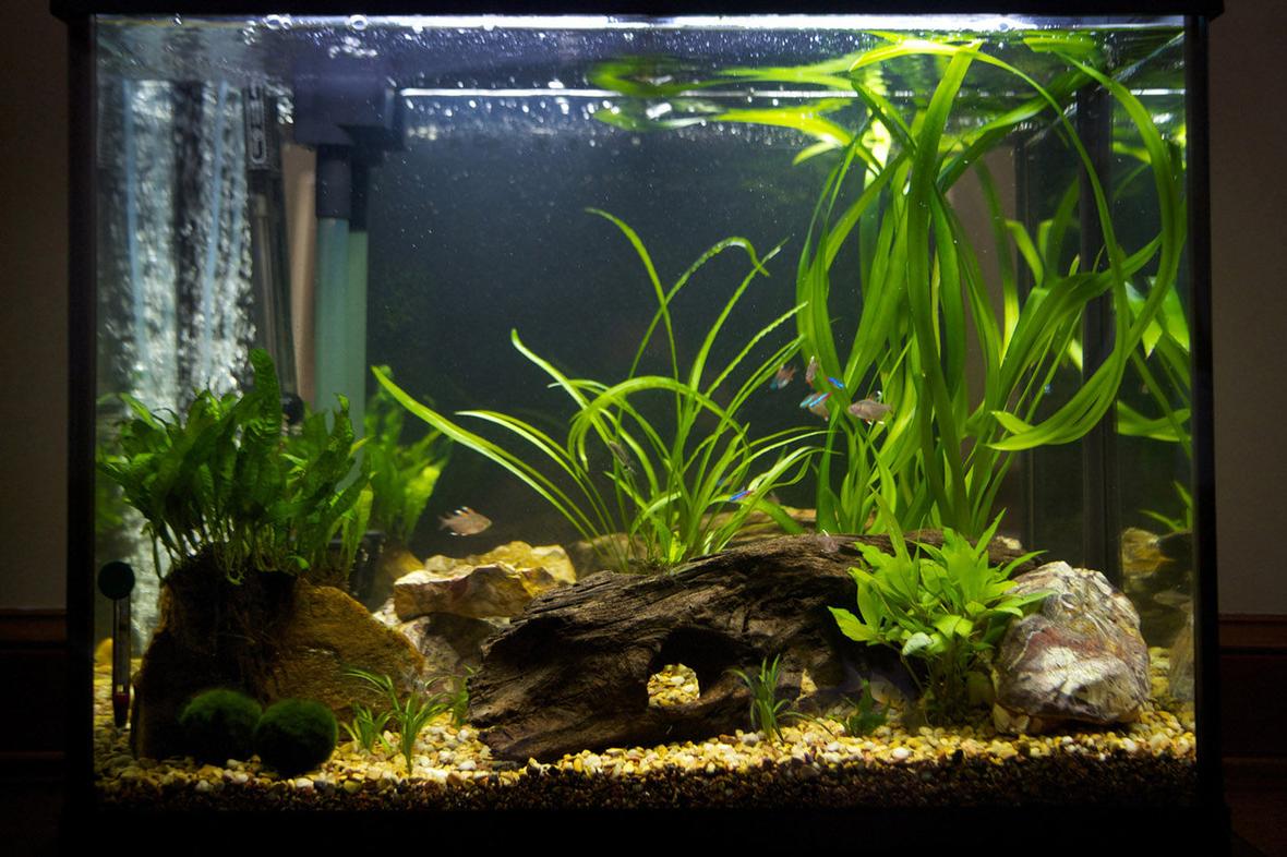 37 gallons planted tank (mostly live plants and fish) - Central American stream aquarium