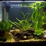 37 gallons planted tank (mostly live plants and fish) - Central American stream aquarium