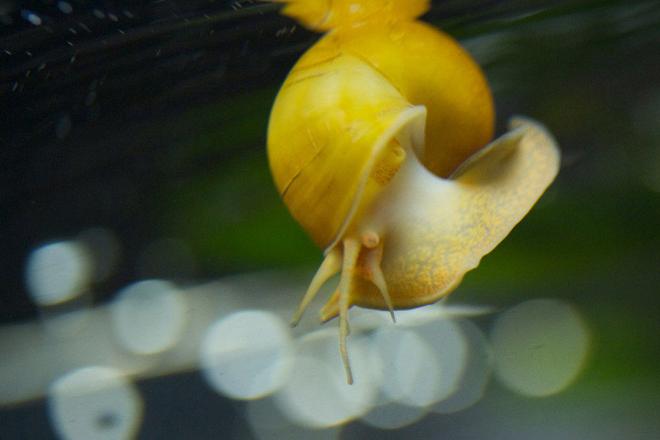 corals inverts - pomacea bridgesii - mystery snail stocking in 37 gallons tank - Snail got some air in his shell and floated like this a while before grabbing onto the wall.