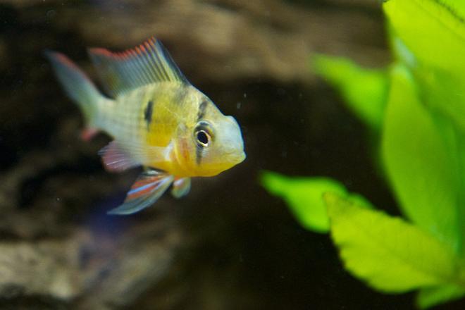 freshwater fish - microgeophagus altispinosa - bolivian ram stocking in 37 gallons tank - Bolivian Ram