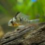 freshwater fish - microgeophagus altispinosa - bolivian ram stocking in 37 gallons tank - Bolivian Ram