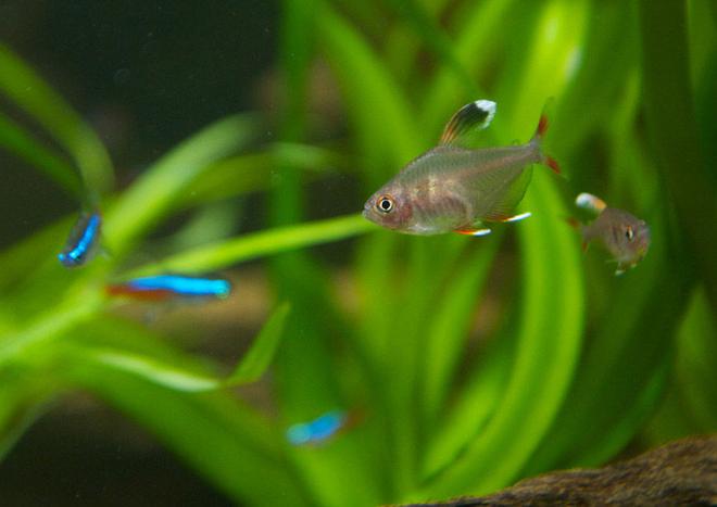 freshwater fish - hyphessobrycon bentosi - white tip tetra stocking in 37 gallons tank - White-Tip Tetra with neons in background