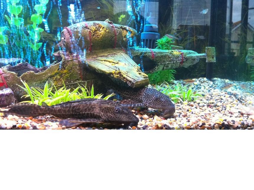 Rated #194: 61 Gallons Planted Tank - 2 common plecos under plane crash