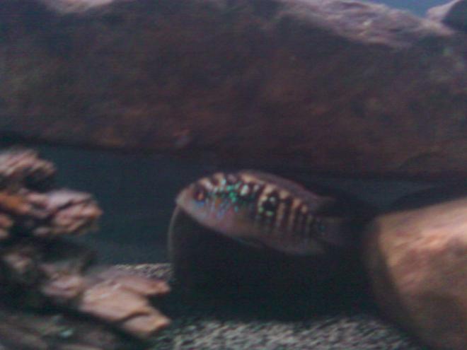 freshwater fish - nandopsis octofasciatum - jack dempsey stocking in 55 gallons tank - this is a picture of my juvenile male jack dempsey cichlid in his new 55 gallon tank