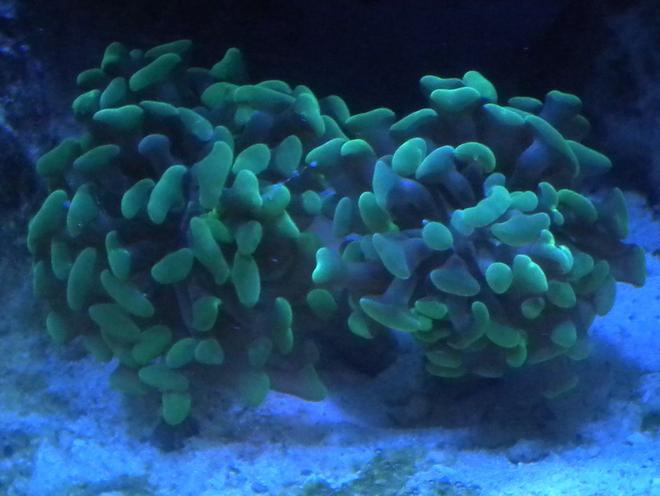 corals inverts - euphyllia paranchora - hammer / anchor coral, branching stocking in 75 gallons tank - branching hammer coral