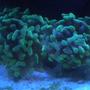 corals inverts - euphyllia paranchora - hammer / anchor coral, branching stocking in 75 gallons tank - branching hammer coral