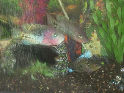 freshwater fish - cichlasoma sp. - flower horn cichlid stocking in 39 gallons tank - My Cichlids