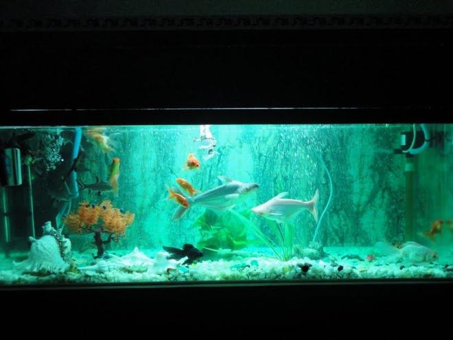 68 gallons freshwater fish tank (mostly fish and non-living decorations) - new setup with green florocent aqua light