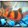 freshwater fish - botia macracantha - clown loach stocking in 10 gallons tank - He loves to look at himself :)