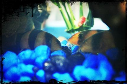 freshwater fish - botia macracantha - clown loach stocking in 10 gallons tank - They love to be together :)