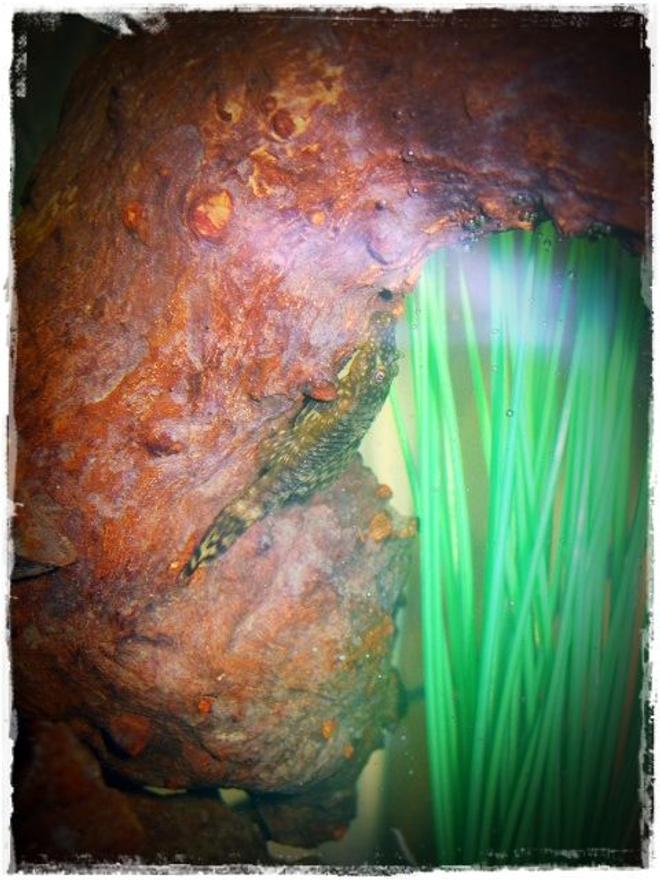 freshwater fish - peckoltia sp. platyrhyncha - rio-negro pleco (l 135) stocking in 10 gallons tank