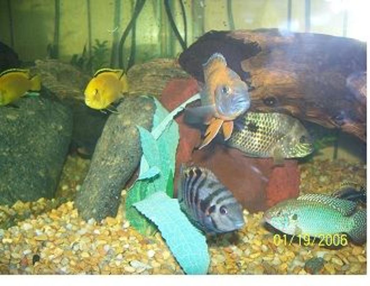 freshwater fish - labidochromis caeruleus - electric yellow cichlid stocking in 150 gallons tank - cichlids