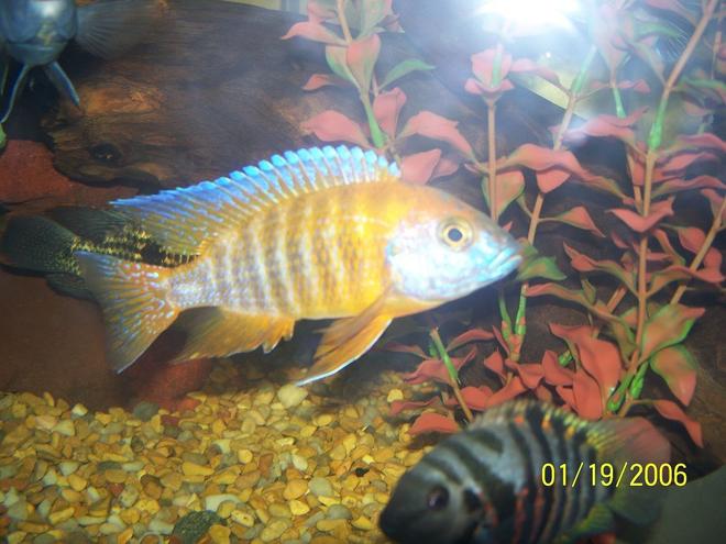 freshwater fish - aulonocara stuartgranti - peacock cichlid stocking in 150 gallons tank - peacock