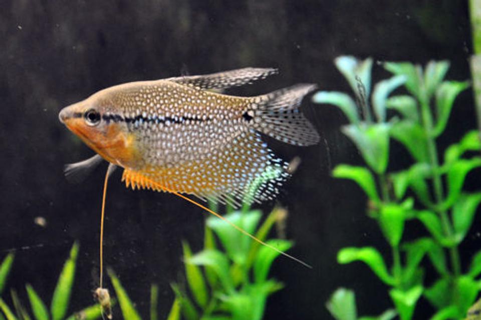 freshwater fish - trichogaster leeri - pearl gourami stocking in 55 gallons tank - Male pearl gourami.